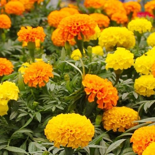 marigold